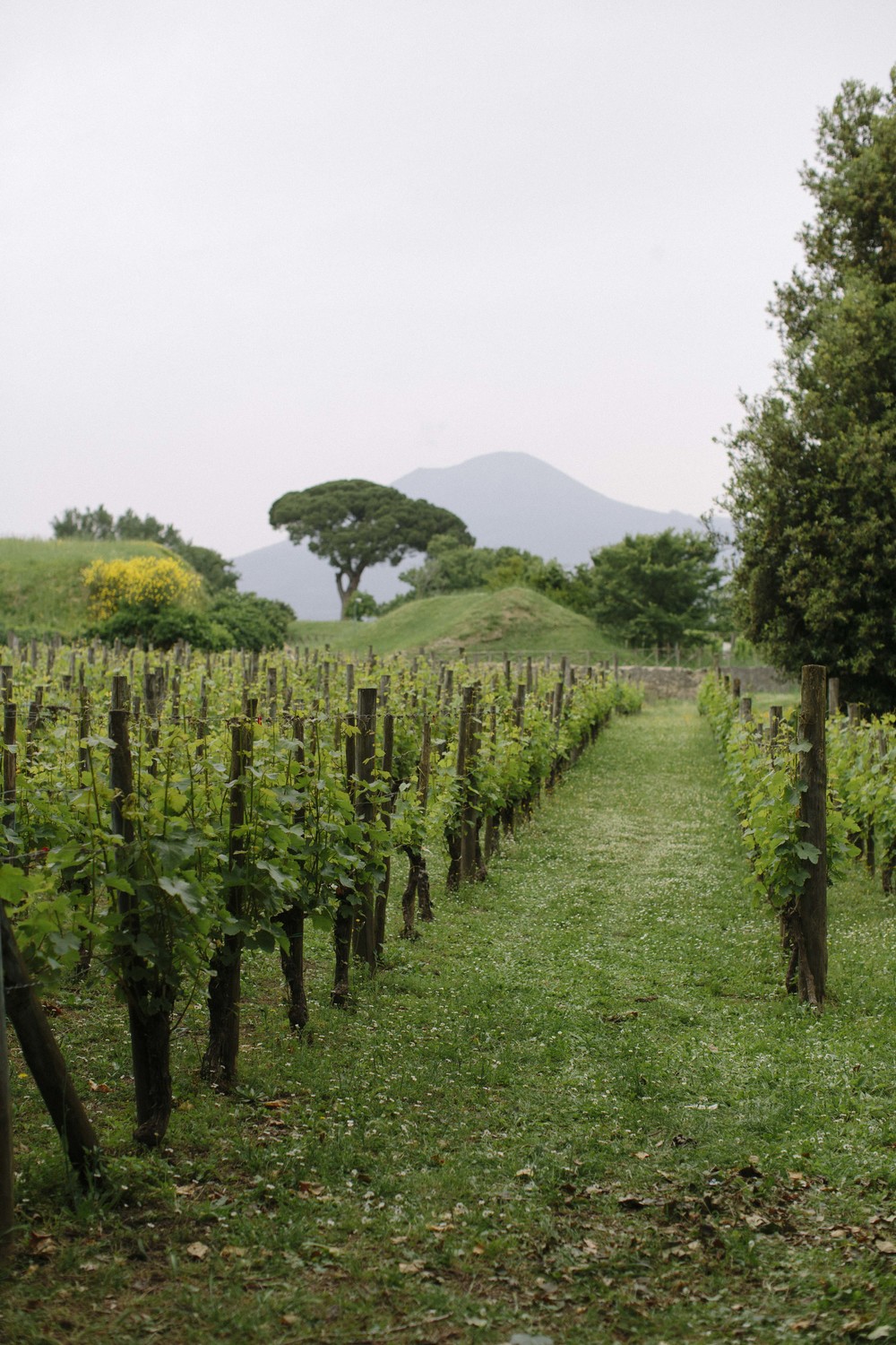 Pompeii has a functioning vineyard today in the same location where the ancient vineyard grew, with Mt. Vesuvius towering in the background.